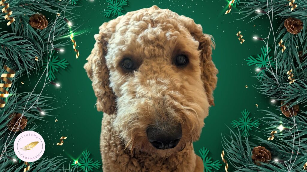 Weihnachten mit Hund